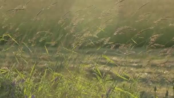 Ветер травы сено вечернее солнце — стоковое видео