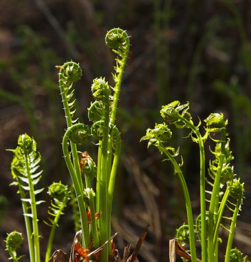 Ormandaki fiddleheads