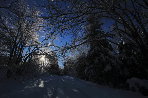 Luz de fundo gelo neve árvores — Fotografia de Stock