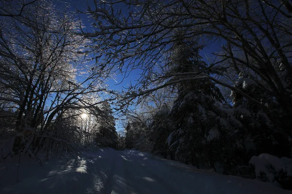 Alberi di neve di ghiaccio della retroilluminazione — Foto Stock