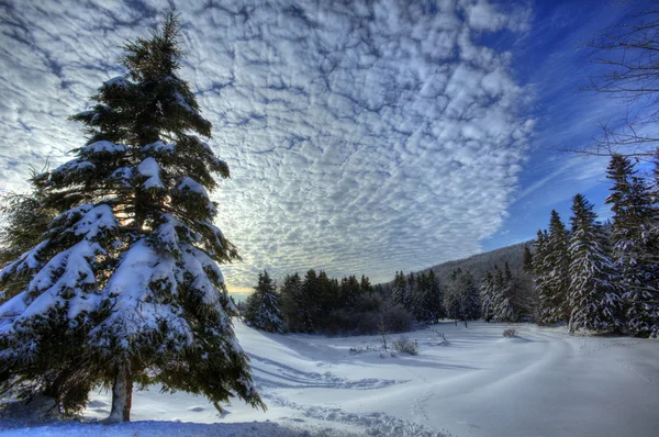 HDR snö träd vinter Kanada — Stockfoto