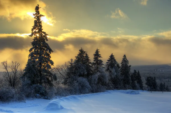 Linea albero HDR Snow Sun Sky — Foto Stock