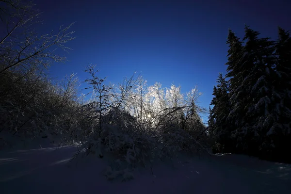 Alberi di neve di ghiaccio Retroilluminazione Canada — Foto Stock