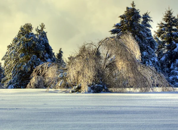 HDR Ice Storm träd Kanada — Stockfoto