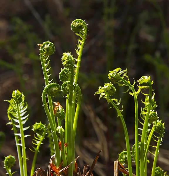 Fiddleheads In Forest — Stock Photo, Image