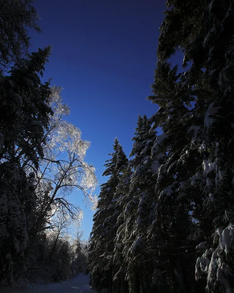 高光霜冰雪树 — 图库照片