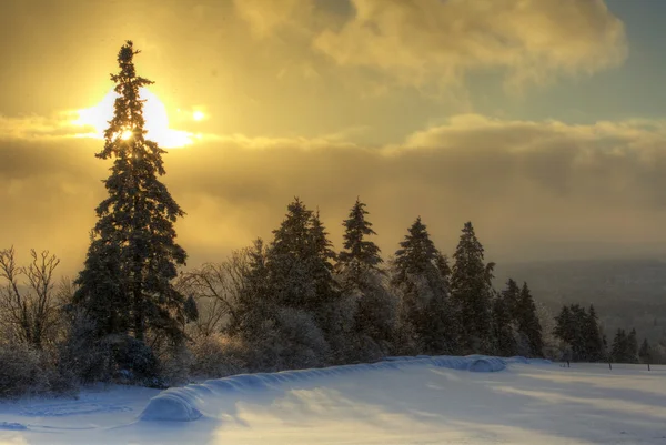 HDR Tree Lined Field Sun Snow Canada — Stock Photo, Image