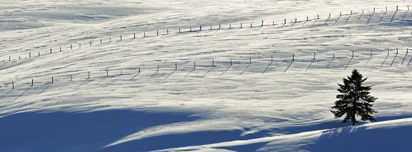 Cerca de inverno árvore de neve — Fotografia de Stock