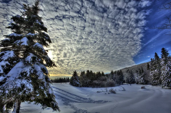 Hdr 加拿大雪天空树 — 图库照片