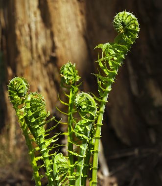 Fiddleheads orman
