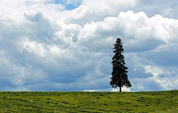 Çiftlik alanı ağaç gökyüzü kırpma — Stok fotoğraf