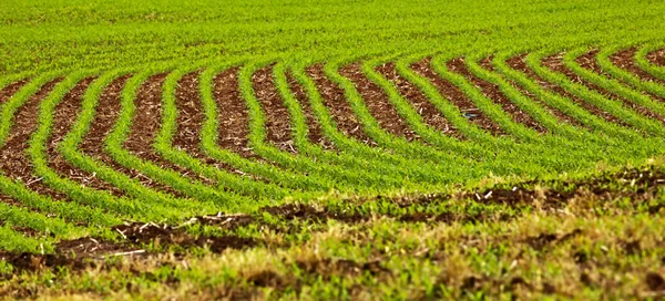 Fältet gröda rader grönt — Stockfoto