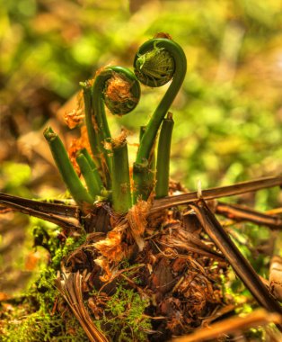 HDR Fiddleheads