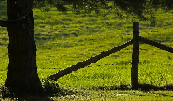 Rural hek boom Backlit avondzon — Stockfoto