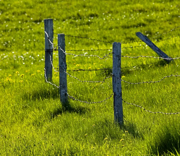 Oplocení pastvin zelené trávy — Stock fotografie