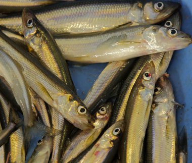 Taze yem pişmemiş buz balıkçılık