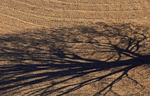 Árvore sombra campo de fazenda — Fotografia de Stock