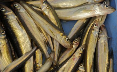 Pişmemiş arıtmak buz balıkçılık