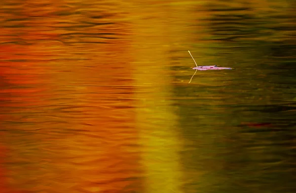 Folha flutua água outono — Fotografia de Stock