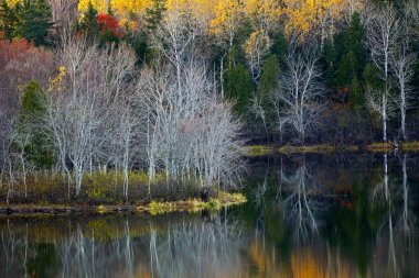 Sonbahar yaprakları su yansımalar
