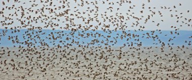 Shorebirds Plover Pipers Flock Flying clipart