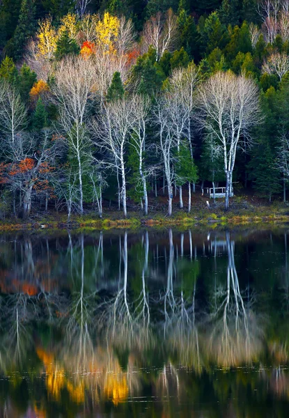 Sonbahar ağaçları yansımalar su — Stok fotoğraf