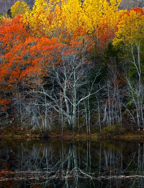 彩色的秋天树叶水的思考 — 图库照片