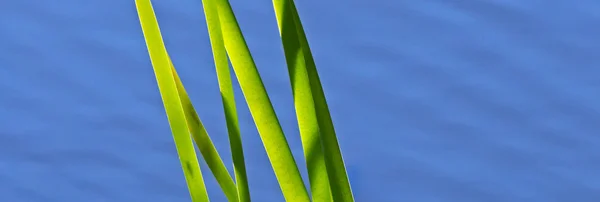 Teich Schilf grün blaues Wasser — Stockfoto