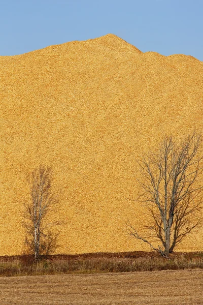 Woodchips talaş kazık ağaçlar dikey — Stok fotoğraf