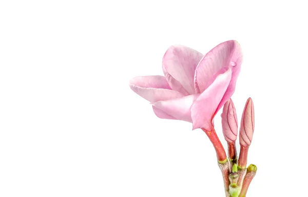 Květy růžové plumeria — Stock fotografie