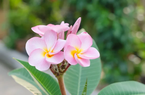 Flores cor de rosa frangipani — Fotografia de Stock