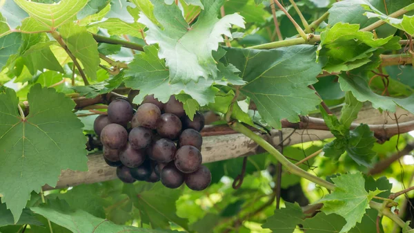 Rijpe druiven met bladeren — Stockfoto