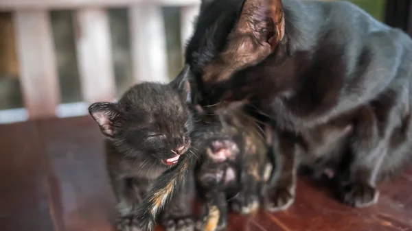 Kleines schwarzes Kätzchen — Stockfoto