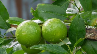 Kireç yeşili ağaç 