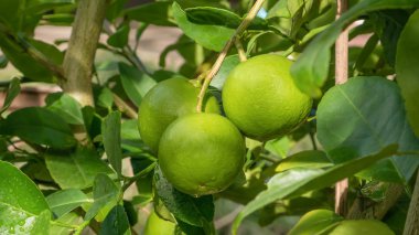 Kireç yeşili ağaç 