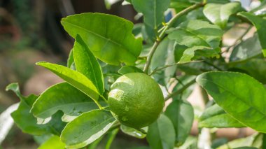 Kireç yeşili ağaç 