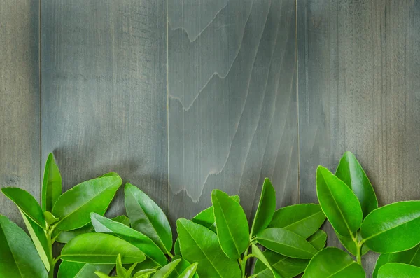 Trä bakgrund med gröna blad — Stockfoto