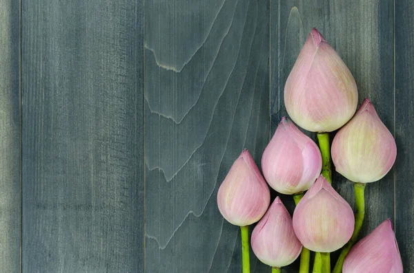 Ovansida av rosa näckros — Stockfoto