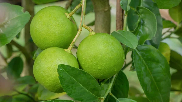 Lime green tree — Stock Photo, Image