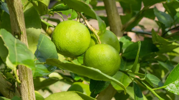 Lime green tree — Stock Photo, Image