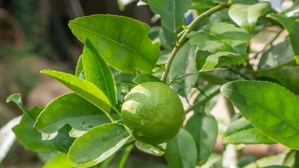 Kireç yeşili ağaç 