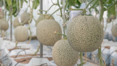 bir sebze bahçesinde taze kavun