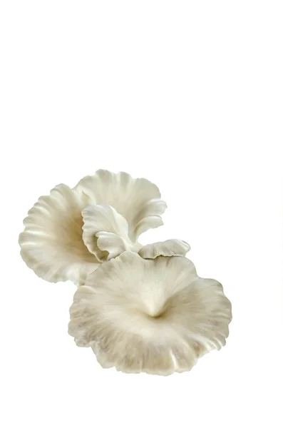 Funghi di ostrica su bianco — Foto Stock