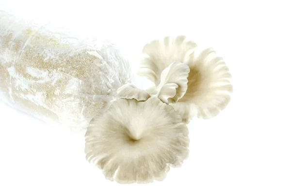 Funghi di ostrica su bianco — Foto Stock