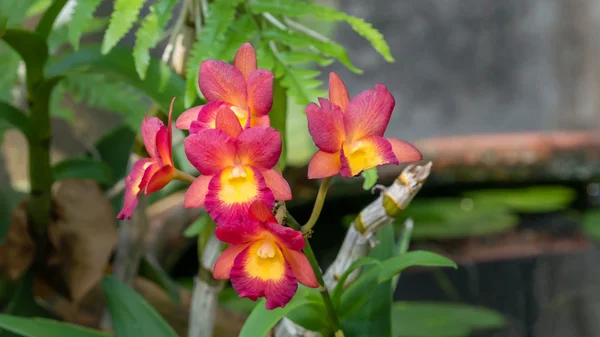Fiore di orchidee rosa e gialle — Foto Stock