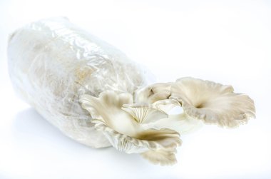 istiridye mantar beyaz