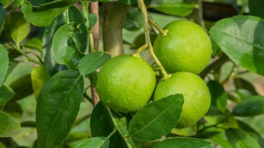 Kireç yeşili ağaç 