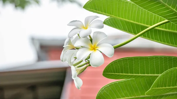 Plumeria branca e amarela — Fotografia de Stock