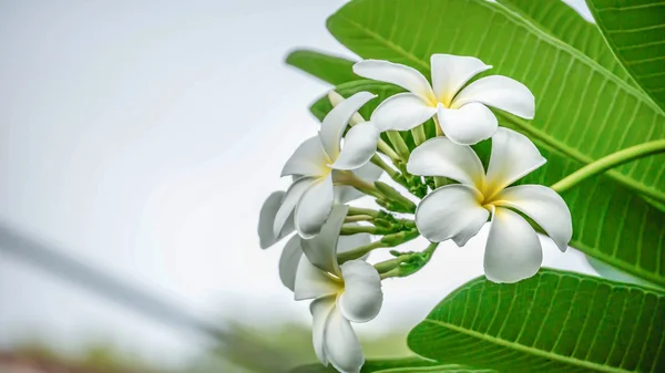 Plumeria blanca y amarilla —  Fotos de Stock