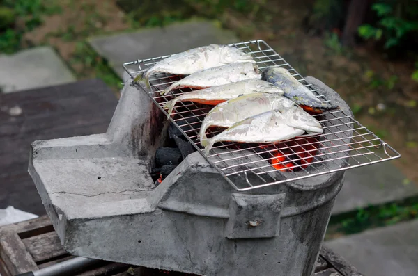 Ikan mackerel — Stok Foto